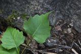 genus Betula. Листья. Алтай, Улаганский р-н, долина Чулышмана, правый берег ручья Куркуре ниже водопада. 6 августа 2020 г.