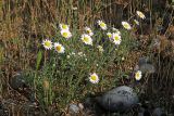 Anthemis ruthenica