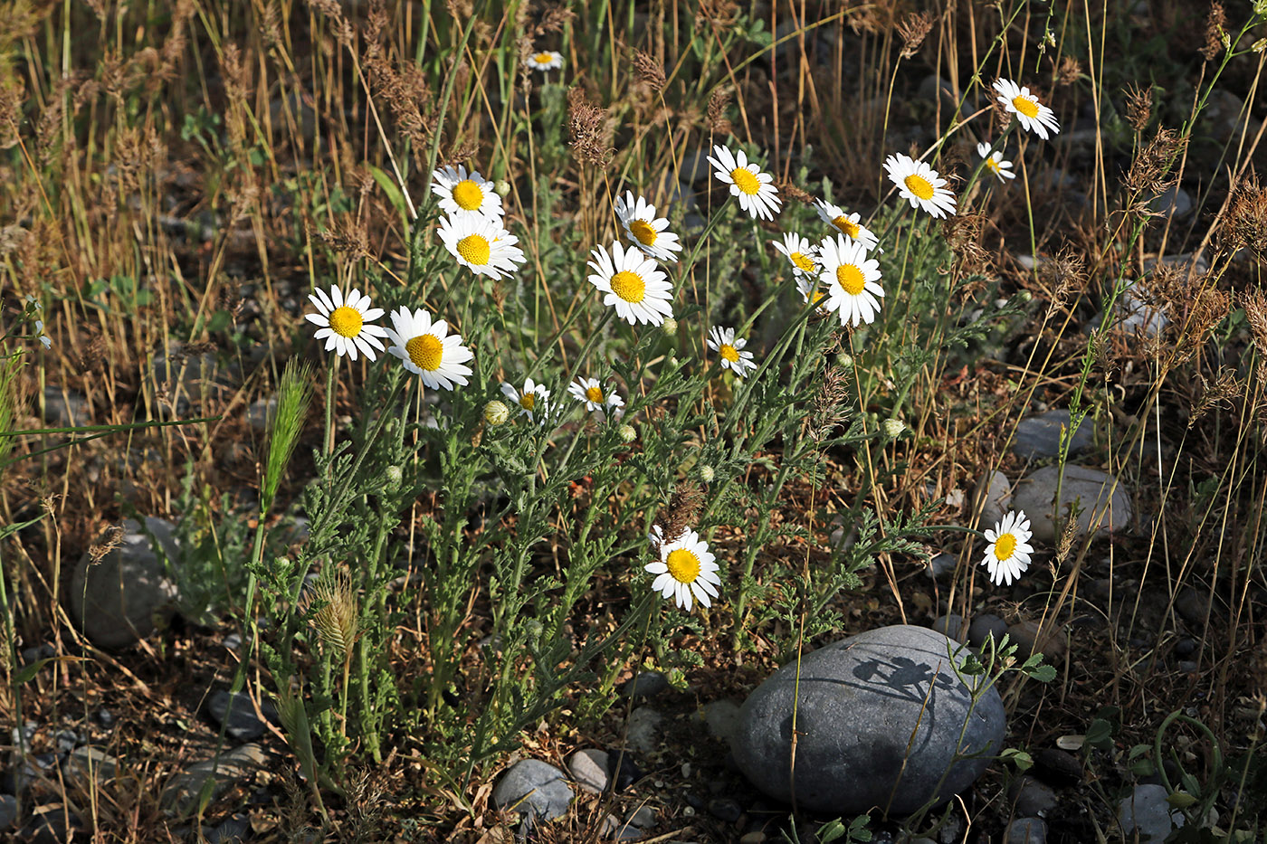 Image of Anthemis ruthenica specimen.