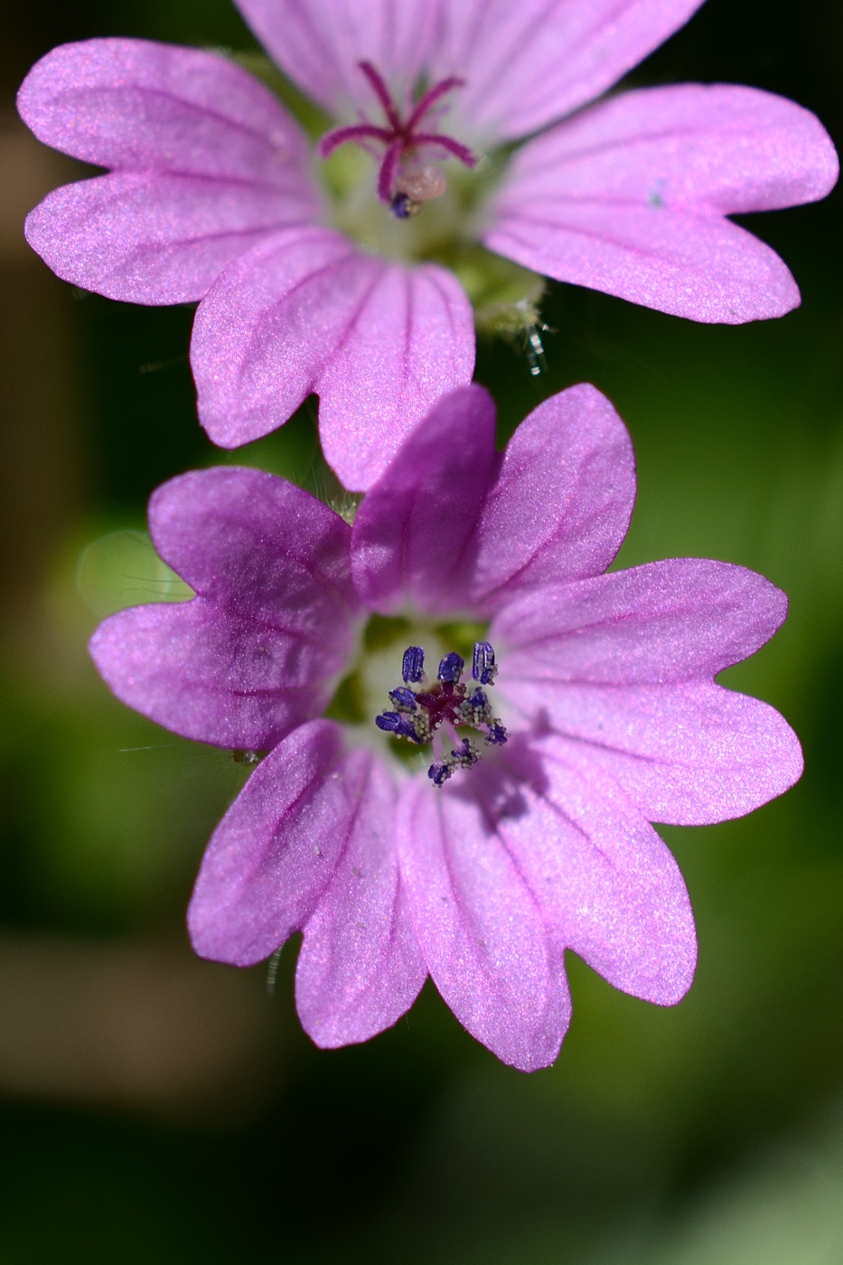 Image of Geranium dissectum specimen.