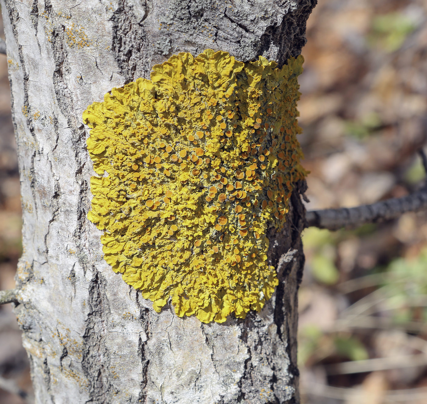 Image of Xanthoria parietina specimen.