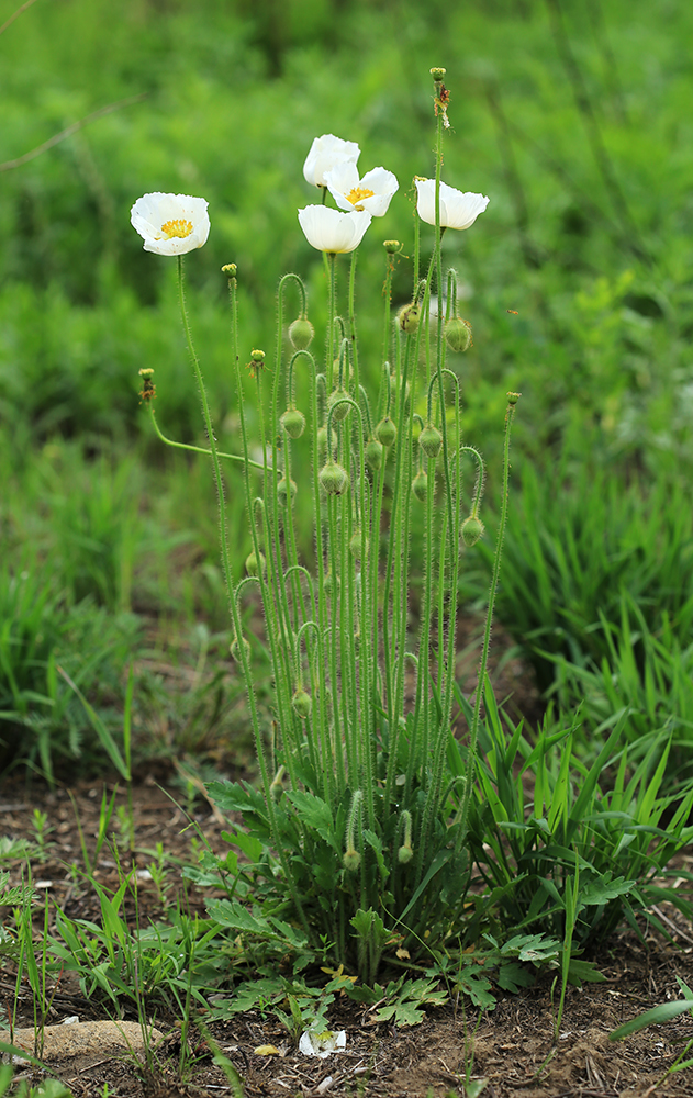 Изображение особи Papaver amurense.