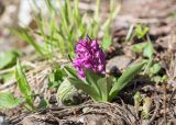 Dactylorhiza romana ssp. georgica