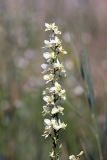 Delphinium semibarbatum