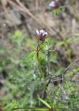 Asperula setosa. Верхушка цветущего растения. Республика Ингушетия, Джейрахский р-н, окр. ур. Меллер, выс. 1630 м н.у.м., луг. 19.06.2022.