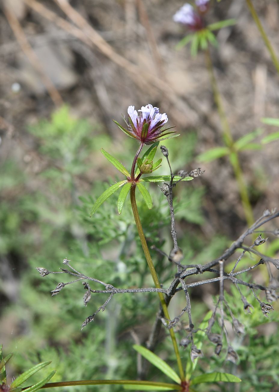 Изображение особи Asperula setosa.