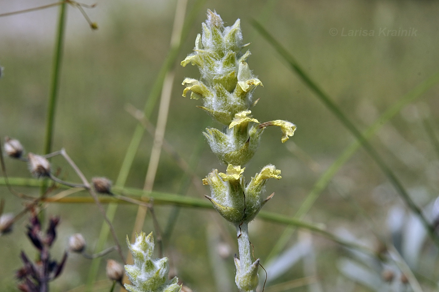 Image of Sideritis taurica specimen.