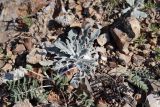 Echinops humilis. Вегетирующее растение (внизу - Hedysarum tschuense). Республика Алтай, Онгудайский р-н, терраса слияния рек Катуни и Чуи, горная степь. 04.07.2022.