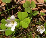 Oxalis acetosella. Цветущее растение. Ленинградская обл., долина р. Сестра выше Ленинского. 20 мая 2007 г.