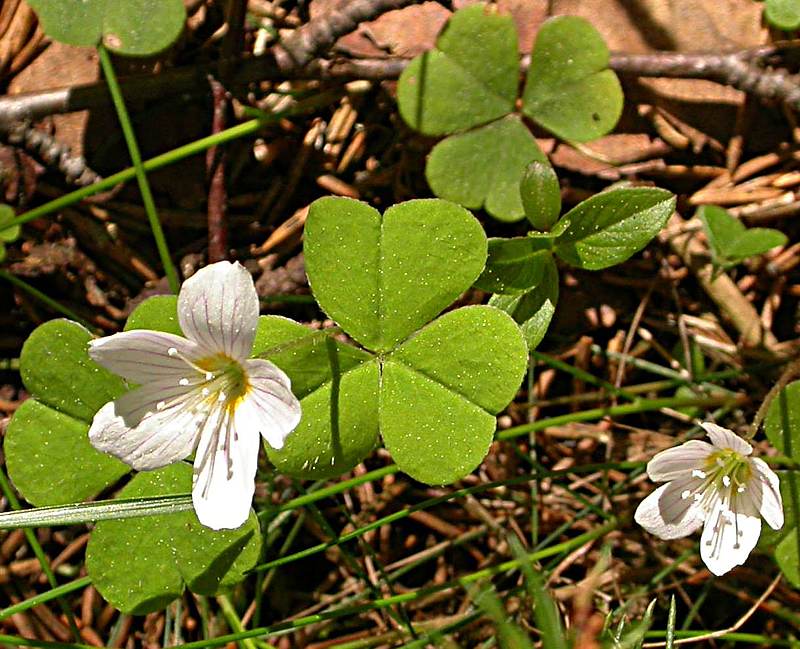 Изображение особи Oxalis acetosella.