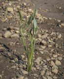 Sagittaria sagittifolia