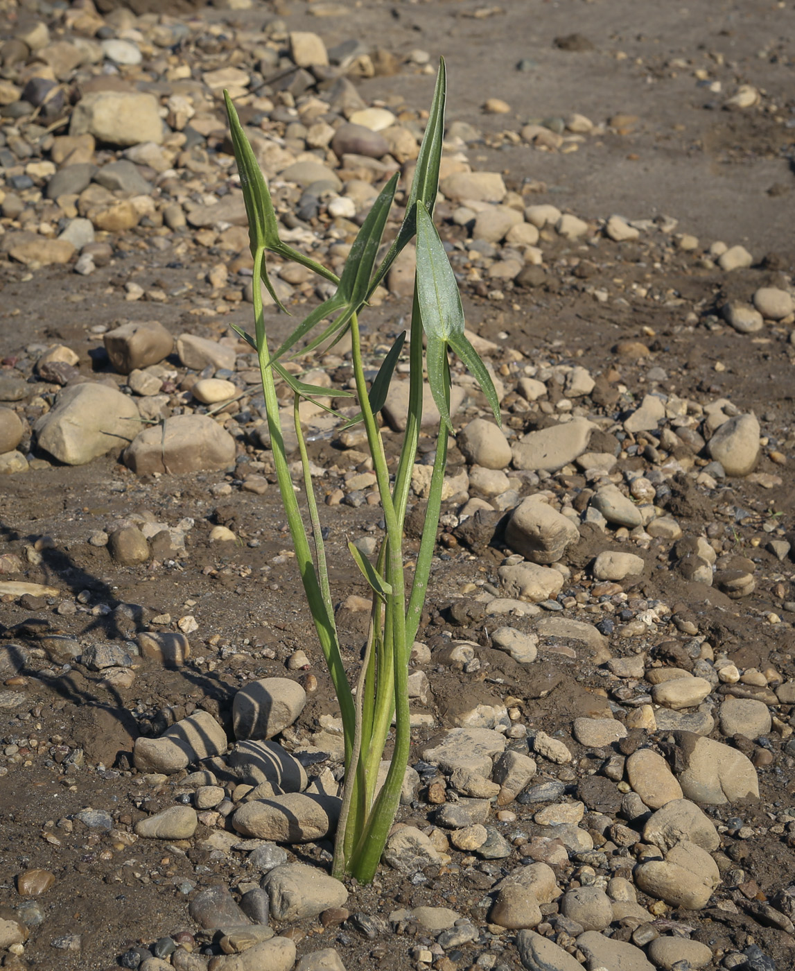 Image of Sagittaria sagittifolia specimen.