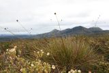 Gymnoschoenus sphaerocephalus. Цветущее растение. Австралия, штат Тасмания, заповедник \"Arthur-Pieman\". 27.12.2010.