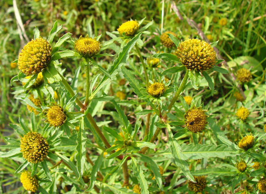 Image of Bidens radiata specimen.
