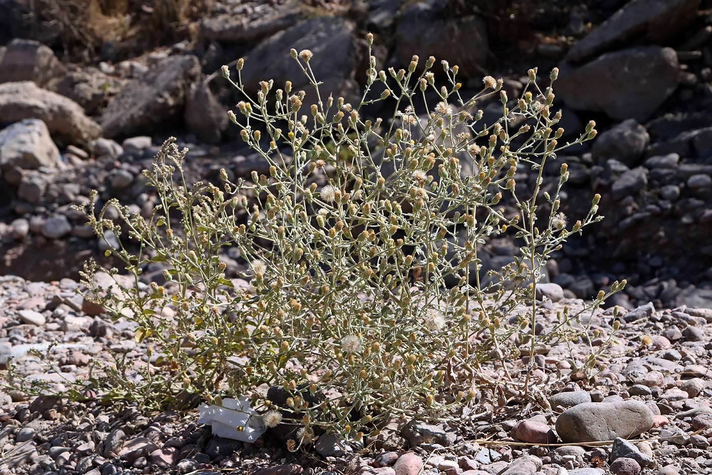 Image of Pulicaria gnaphalodes specimen.