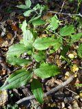 Lathyrus vernus