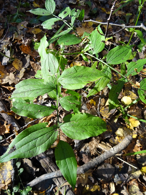 Image of Lathyrus vernus specimen.