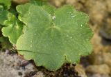 Saxifraga rotundifolia