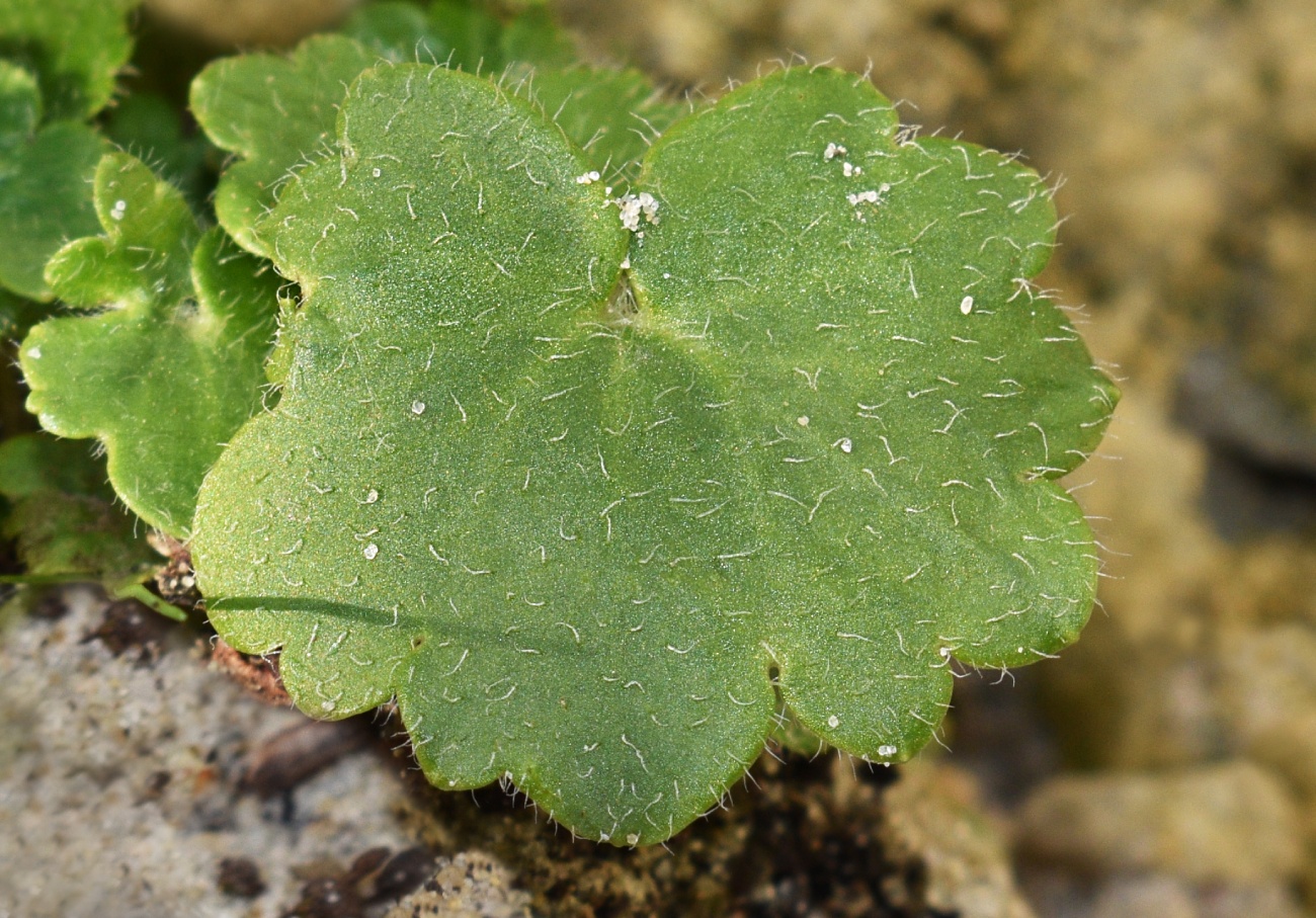 Image of Saxifraga rotundifolia specimen.