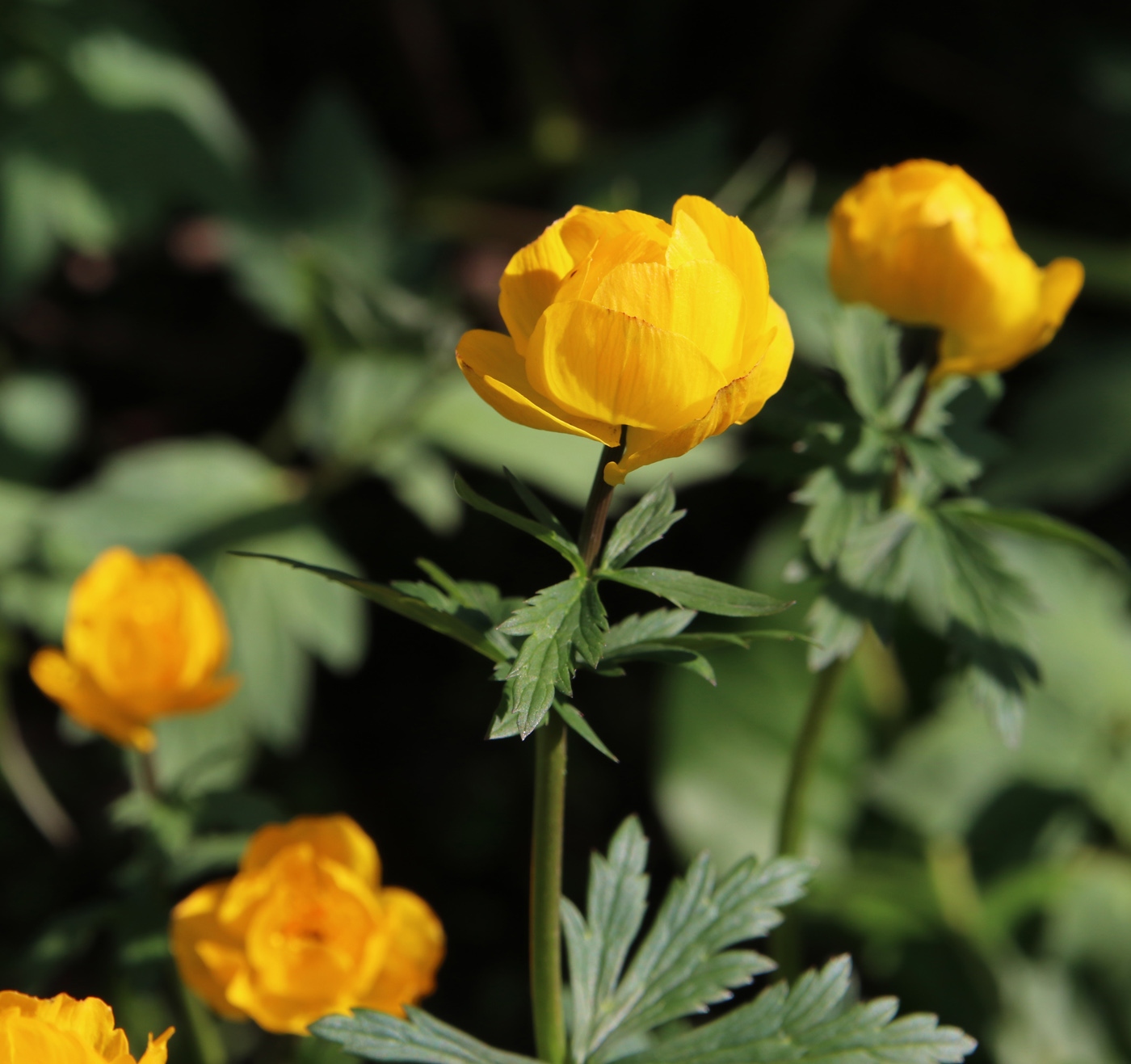 Изображение особи Trollius altaicus.