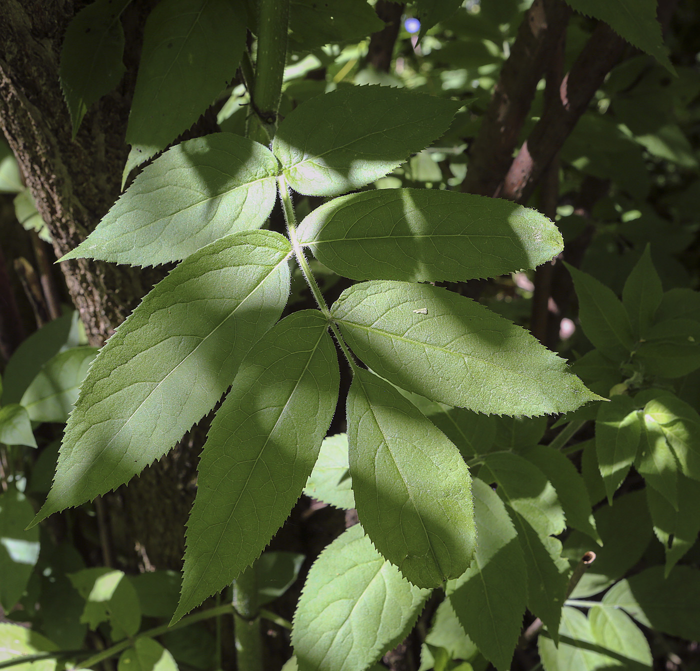 Image of Sambucus racemosa specimen.