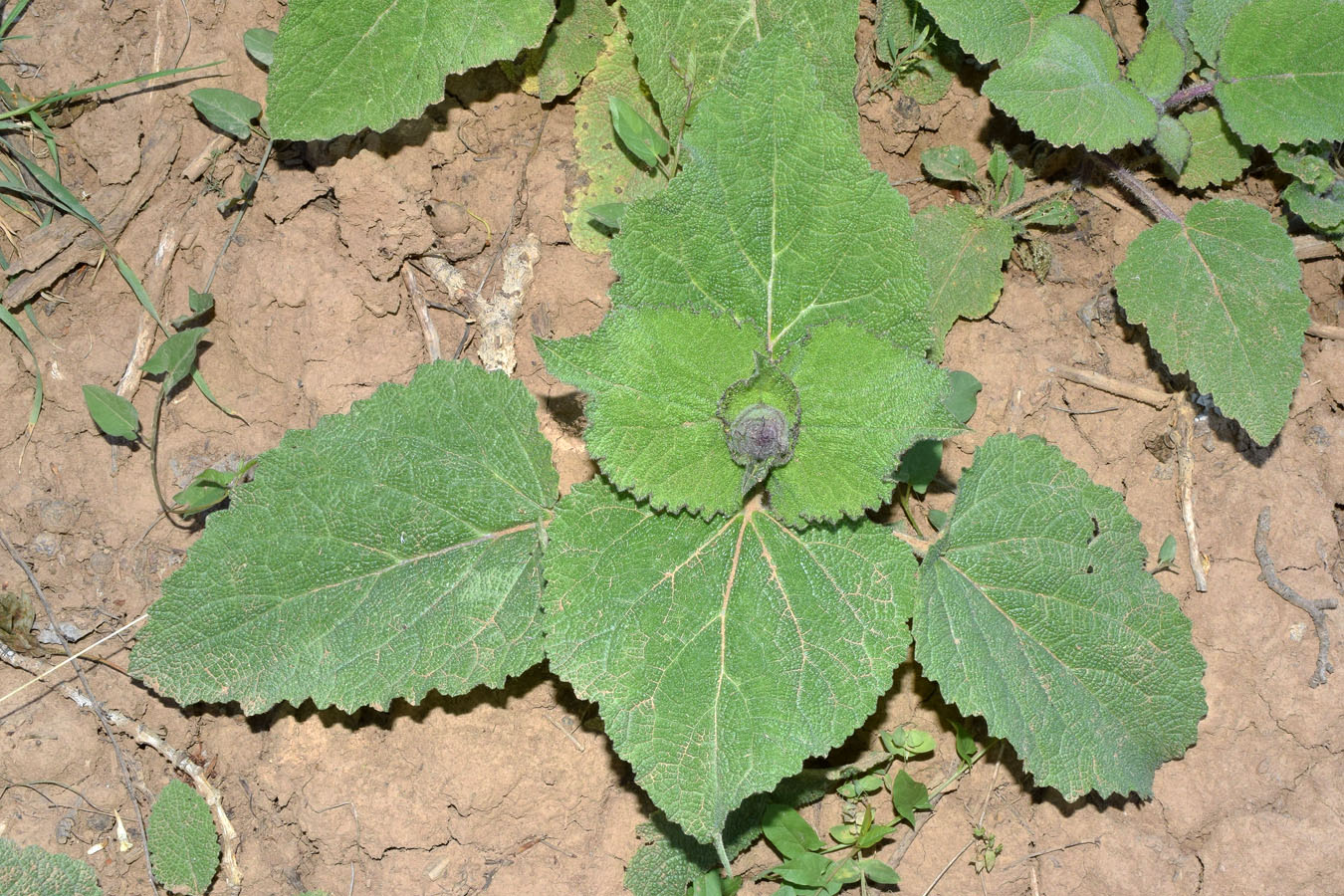 Image of Salvia sclarea specimen.