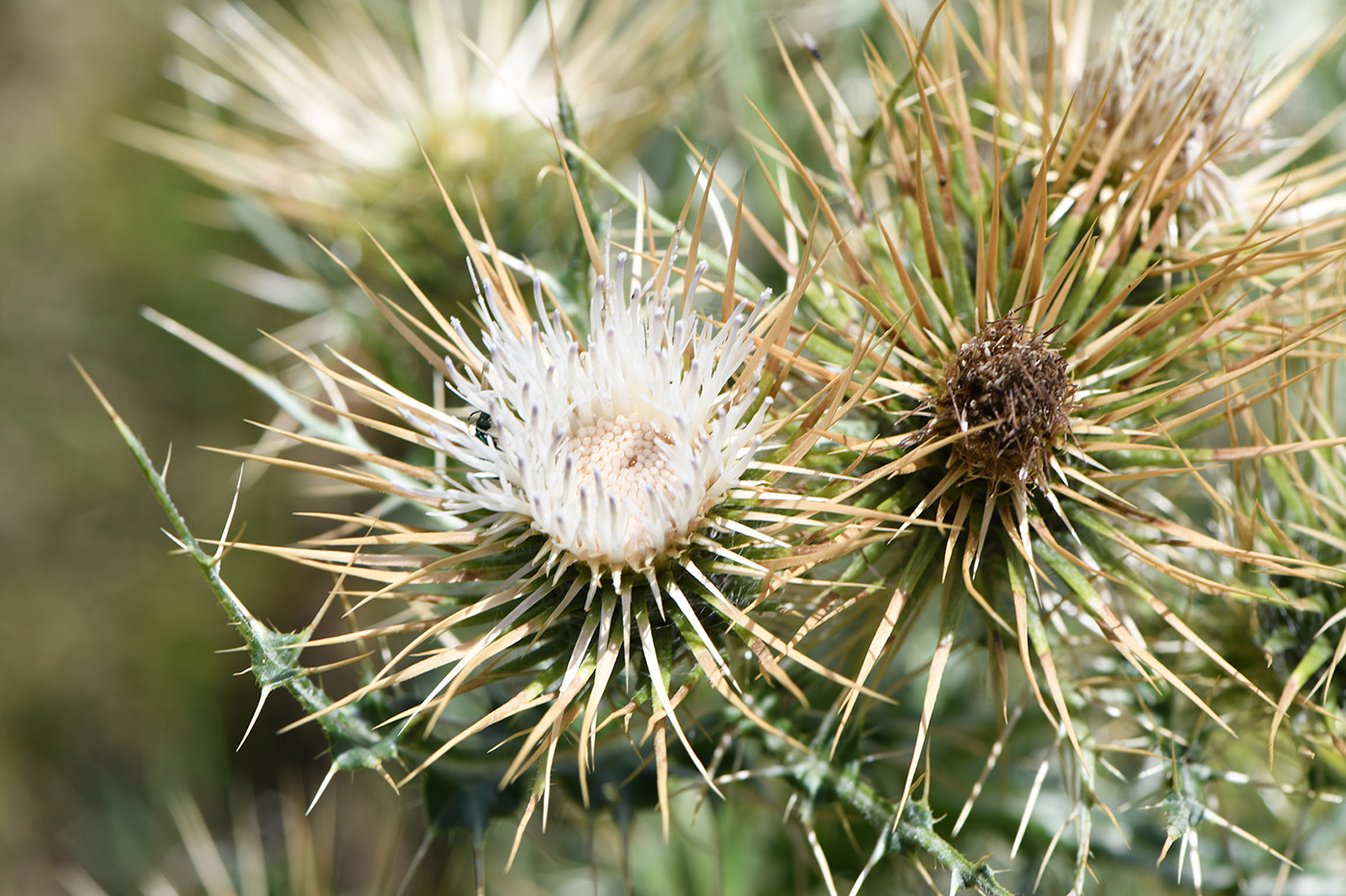 Изображение особи Cirsium semenowii.