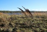 Rumex crispus