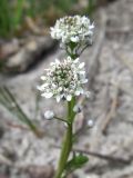 Teesdalia nudicaulis. Соцветия. Беларусь, Гродненская обл., Новогрудский р-н, окр. дер. Орковичи, просека в сосняке зелёномошном, частично заросшее песчаное обнажение. 11.05.2022.