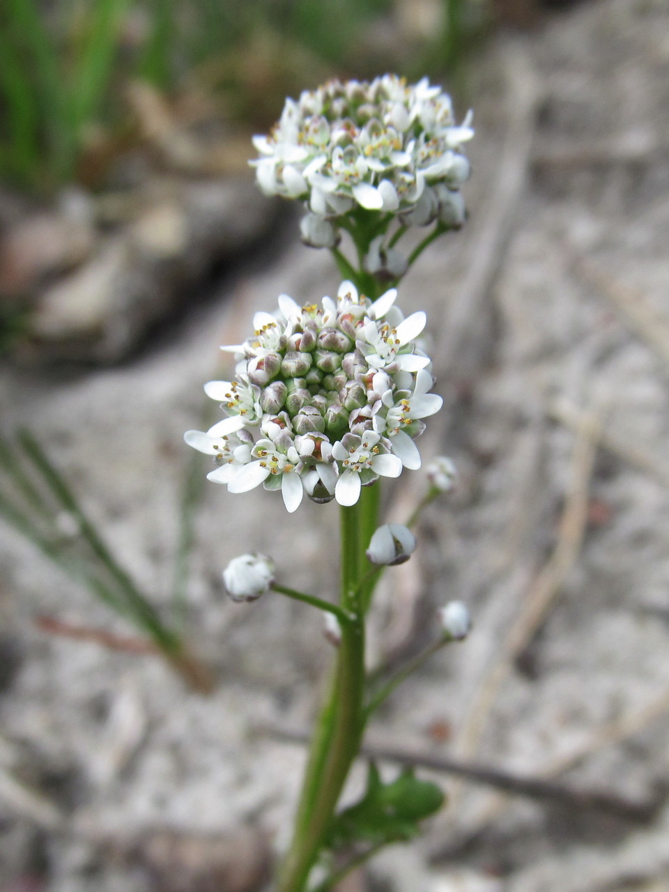 Image of Teesdalia nudicaulis specimen.