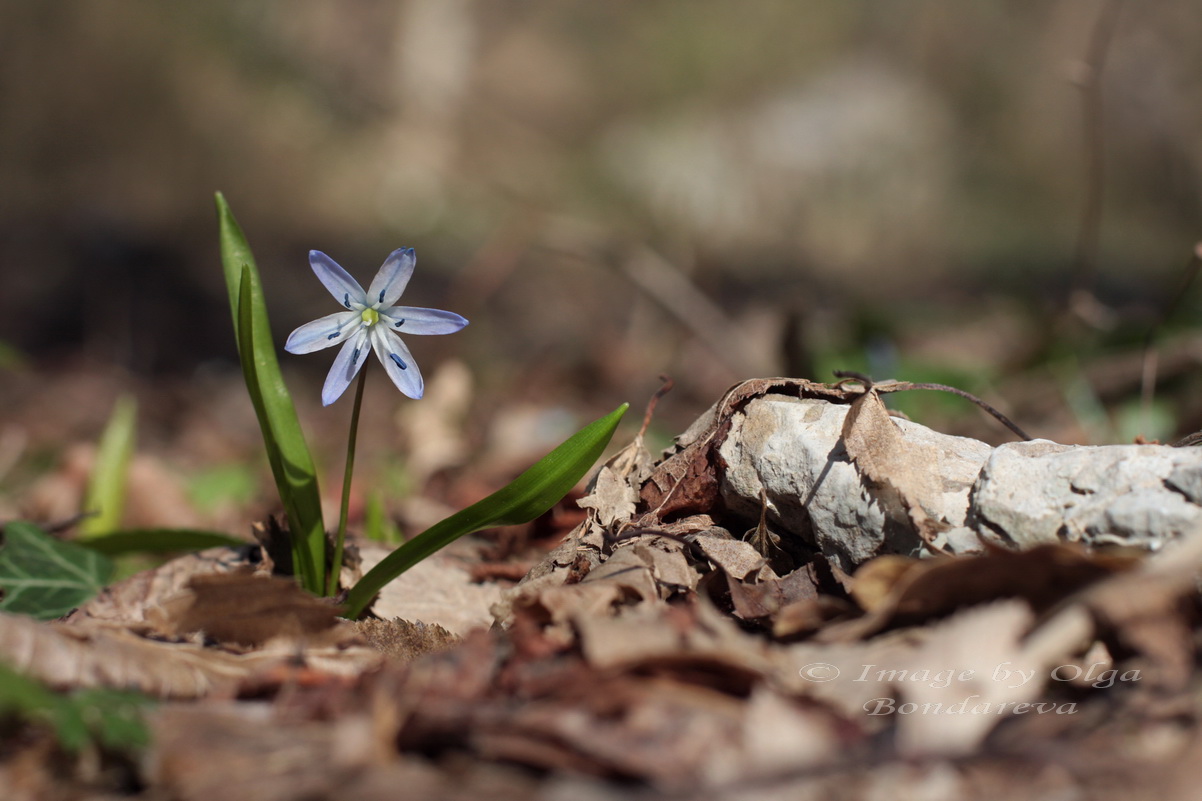 Image of Scilla winogradowii specimen.