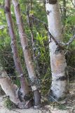 Betula subarctica