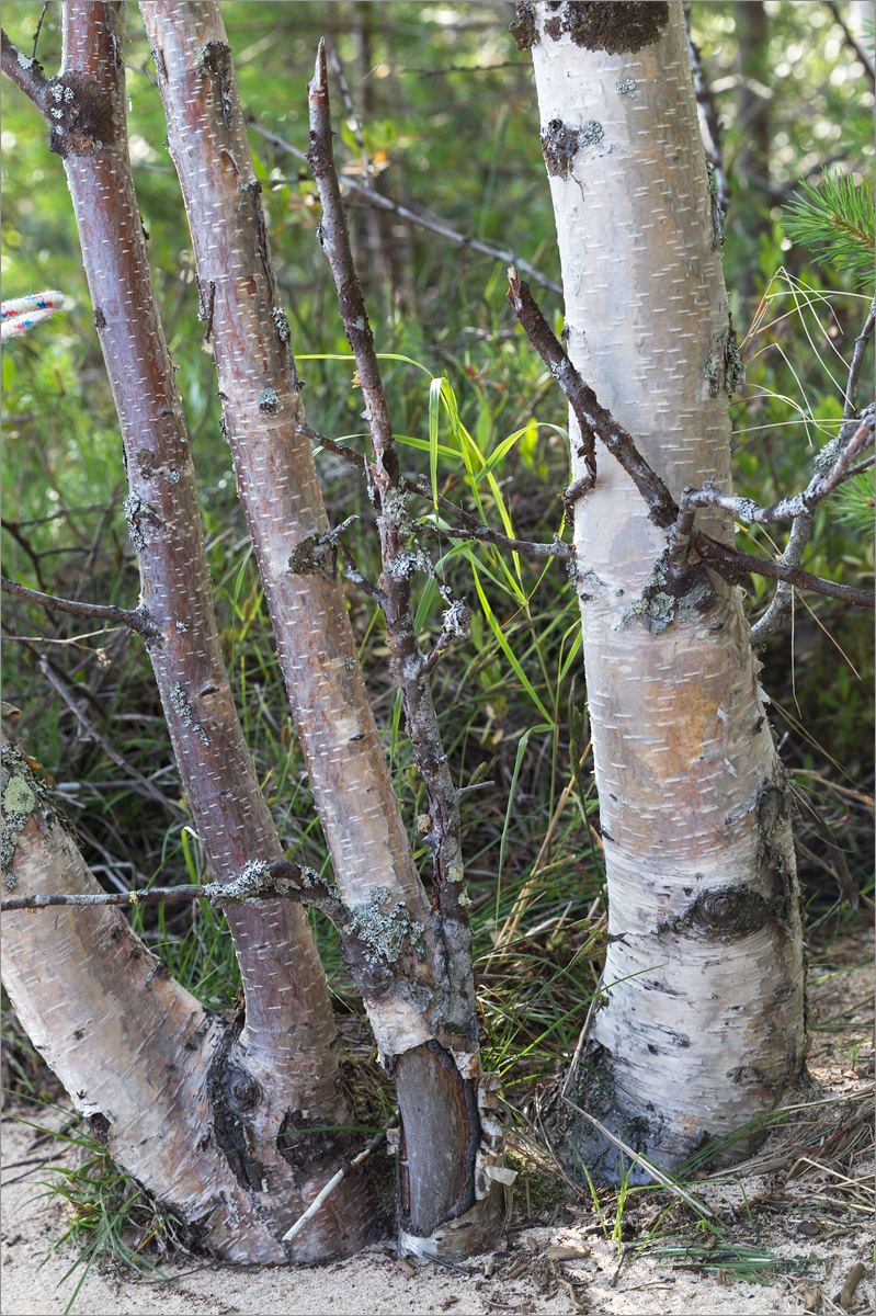 Image of Betula subarctica specimen.