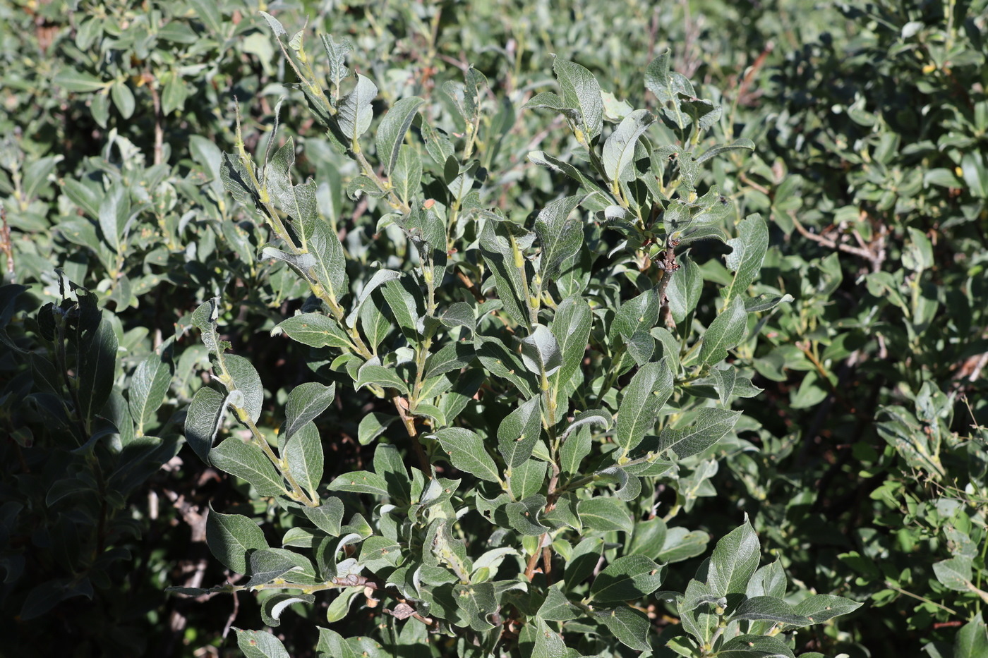 Image of Salix recurvigemmata specimen.