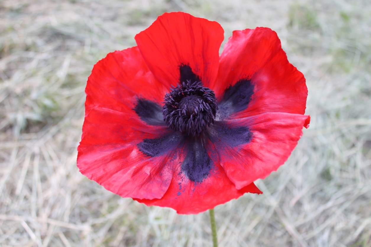 Image of Papaver bracteatum specimen.