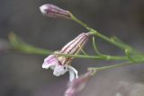 Silene lychnidea