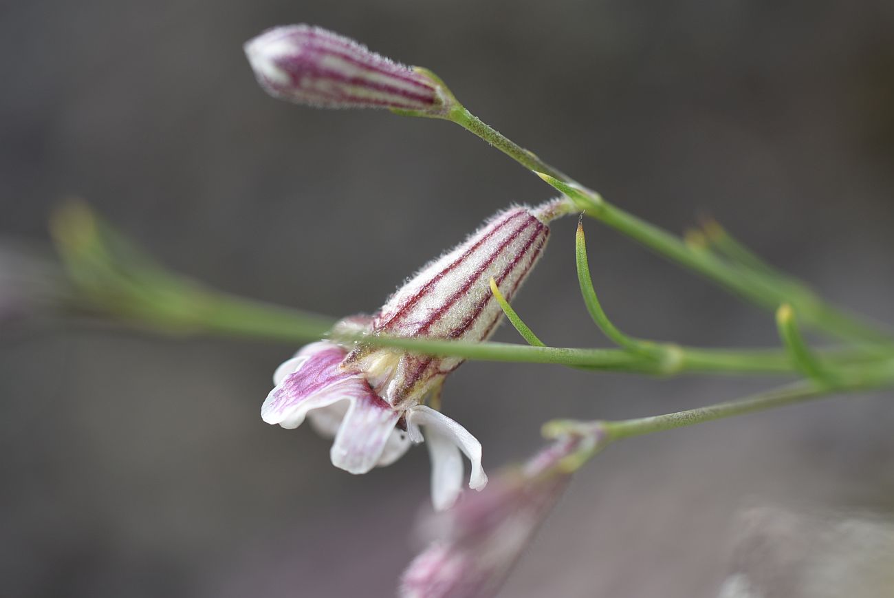 Изображение особи Silene linearifolia.