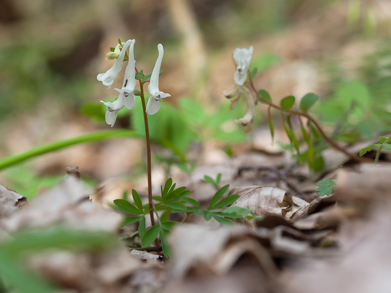 Image of Corydalis caucasica specimen.