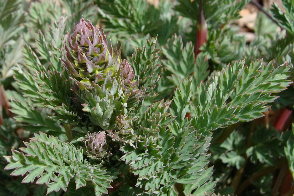 Image of Corydalis speciosa specimen.