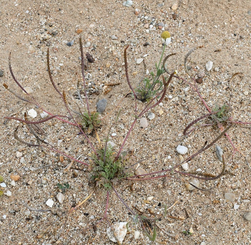 Image of Hypecoum procumbens specimen.