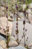 Gentianella turkestanorum