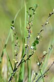 Betula nana