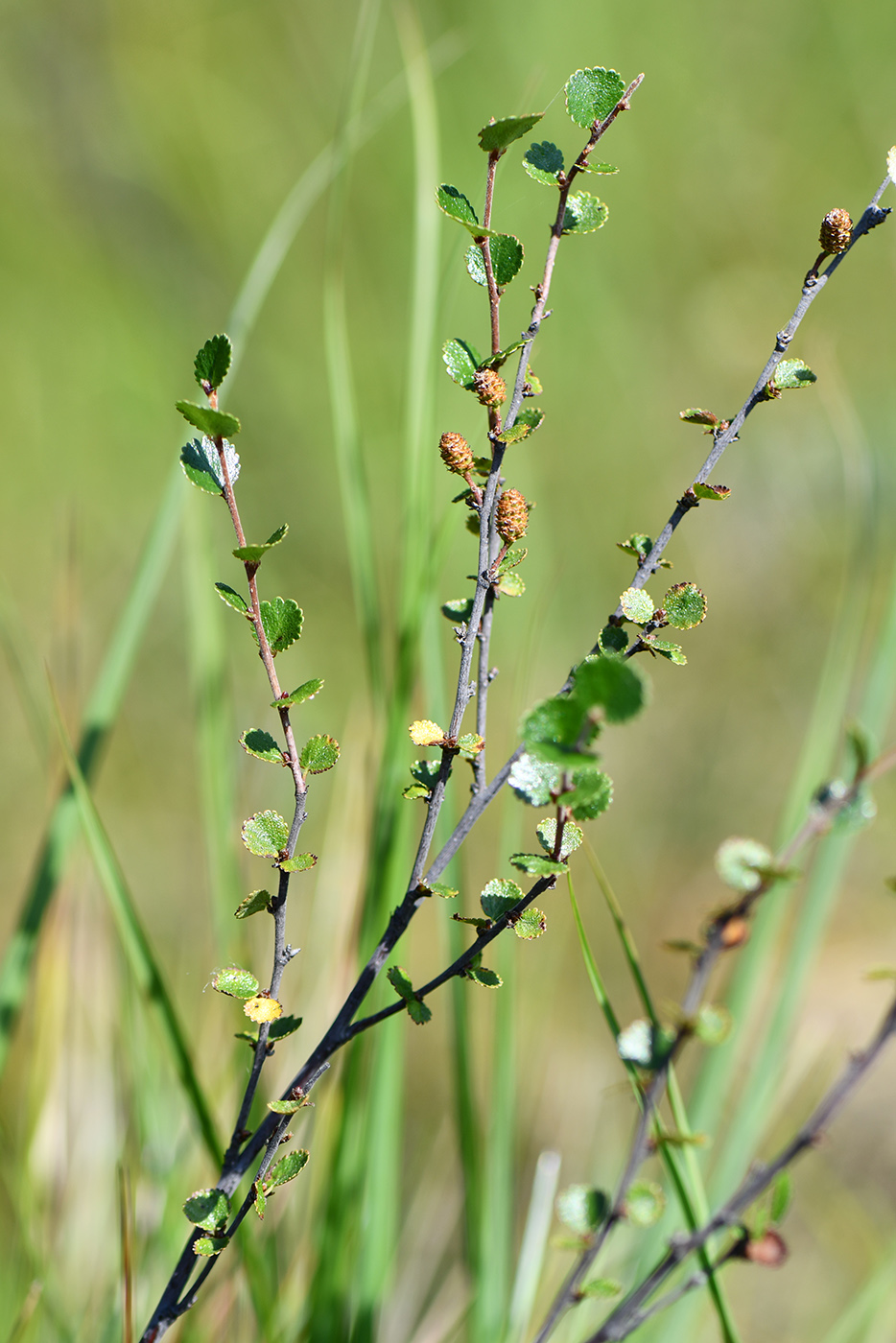 Изображение особи Betula nana.