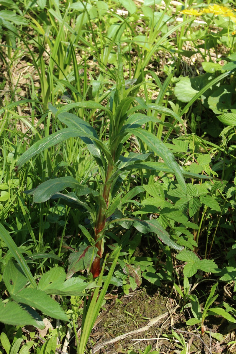 Image of Epilobium hirsutum specimen.