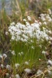 Trichophorum alpinum. Плодоносящие растения. Мурманская обл., Кандалакшский р-н, Княжегубское вдхр., оз. Нотозеро, Листяные о-ва, небольшой заболоченный островок. 08.07.2023.