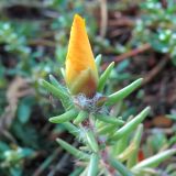 Portulaca grandiflora