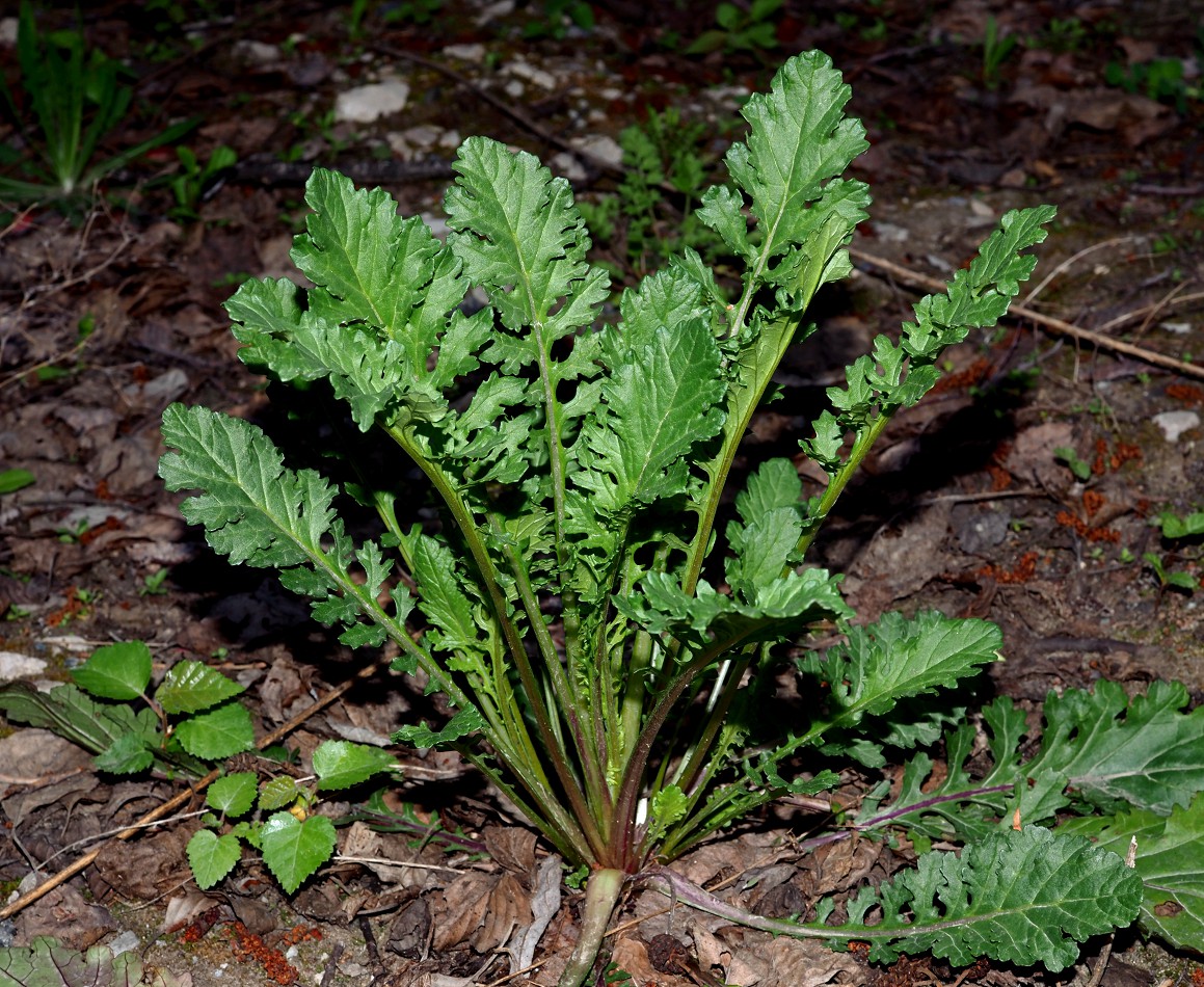 Изображение особи Senecio jacobaea.