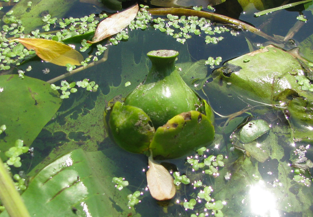 Image of Nuphar lutea specimen.