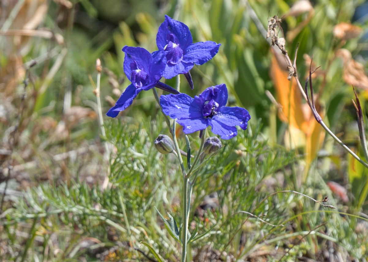 Изображение особи Delphinium grandiflorum.