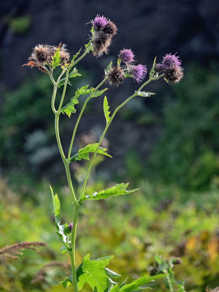 Image of Cirsium kamtschaticum specimen.